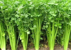 芹菜：耐寒耐热