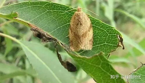 喷药中和， 用对的方法