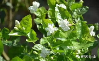 茉莉花能否通过扦插繁殖？如何正确剪取茉莉花插穗