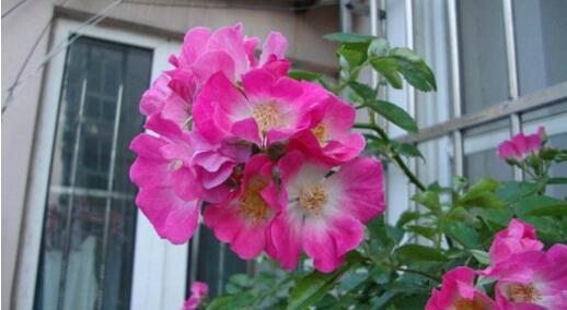 花开季节， 诗意盎然