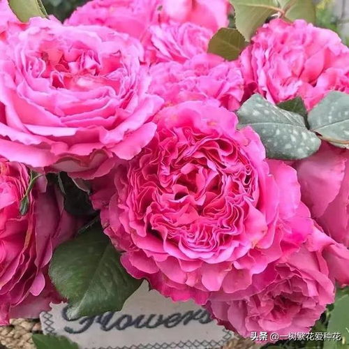 瑞典女王：高贵又美艳