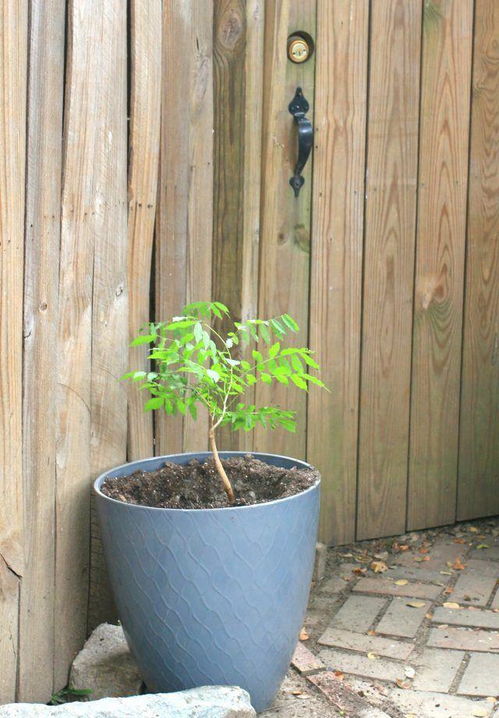 去年我用这方法， 藤蔓从4月到10月长了6.2米，比小区平均水平快40%！