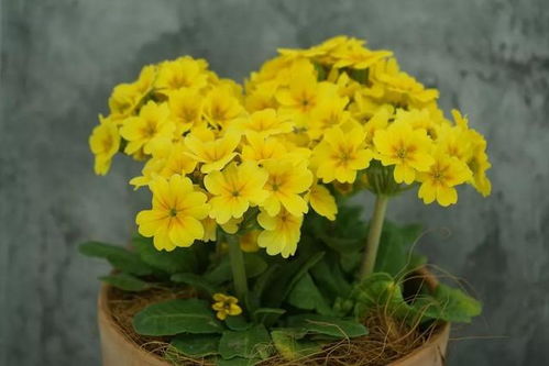 耐寒花草品种推荐