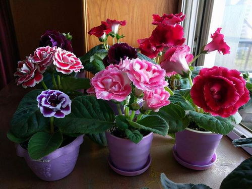 专家解答， 实用技巧