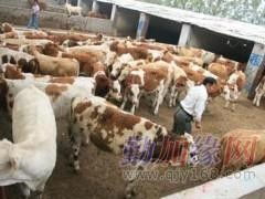 养殖一头肉牛需要多少成本，其中饲料成本又是多少？