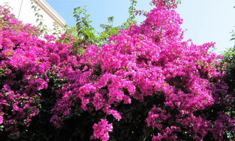 紫薇花：街头巷尾的紫色精灵