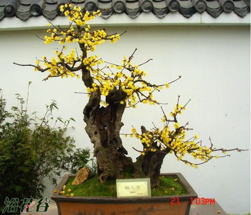 梅花的抗寒之道