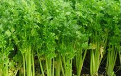 蔬菜苗后阔叶除草剂大揭秘