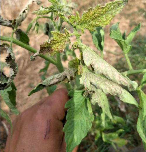 识别优质苗的三大体征