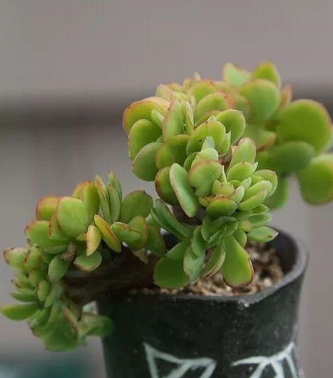 夏日多肉养护秘籍：既阳光又耐晒的品种推荐