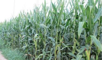 玉米在什么季节、什么土壤条件下播种最适宜