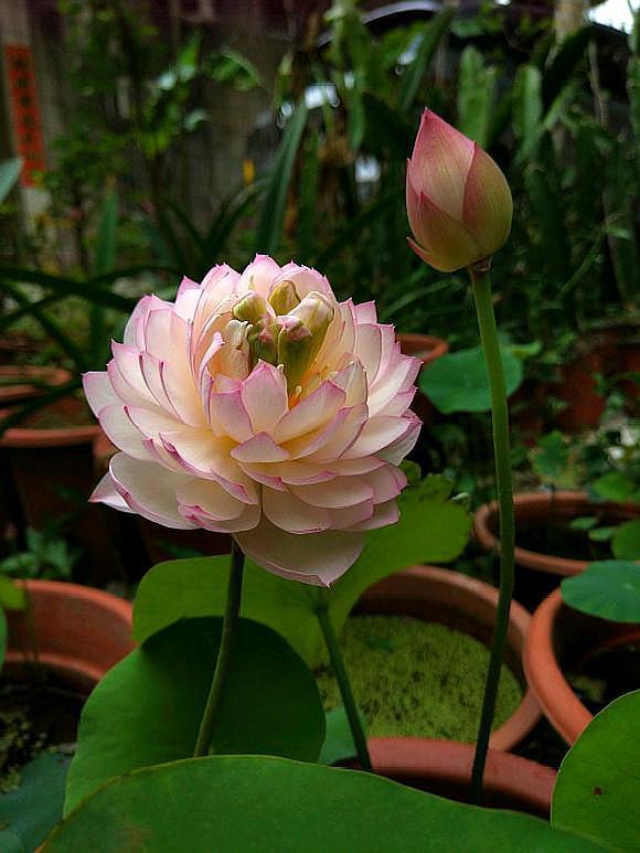 碗莲种子的发芽时间，你了解多少？