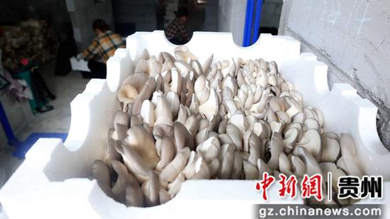 “食用菌废料变宝，腐熟肥料助农增收”