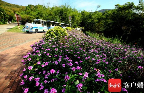 美女樱：北方的冬日美景