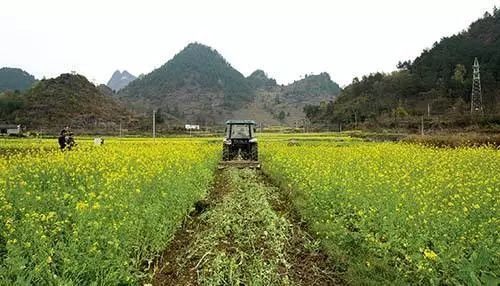 有机肥没有觉对的蕞好