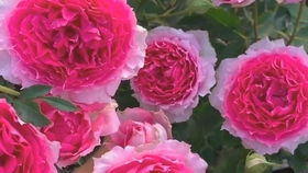 比基尼月季的来头和特点