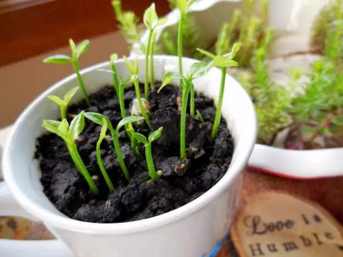 老花农秘籍，种植技巧分享