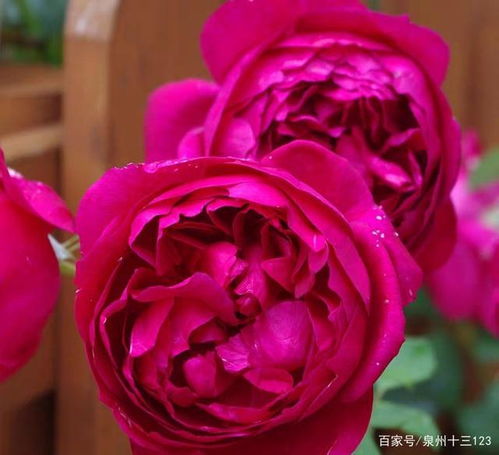 1. 朱墨双辉月季：黑红交织的优雅