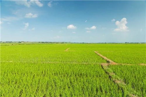 三月份小麦病虫害防治，关注小麦生长关键期病虫害问题