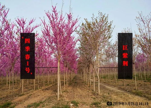 通常来讲，绿叶期的‘四季春1号’，树冠较巨紫荆geng圆润饱满一些，叶片较巨紫荆geng平整规则一些，叶片颜色则略淡一些；无叶期观察‘四季春1号’较为容易，只需对比花芽大小及数量即可，‘四季春1号’在无叶期的花芽比巨紫荆....