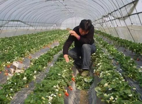 草莓施用哪种肥料可以显著提高其甜度