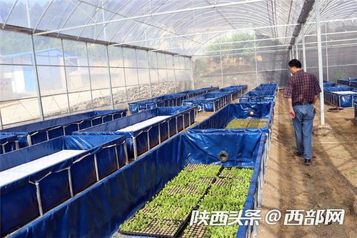 分析：鱼菜共生的智慧