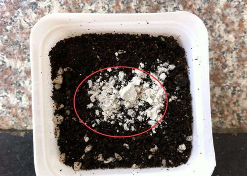 生根粉：促进植物生根的小助手