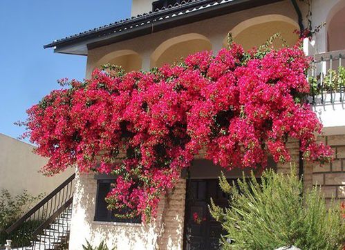 二、 三角梅：艳丽多姿，四季常开