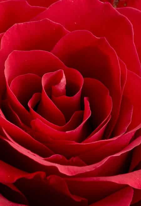 玫瑰变身美容顾问