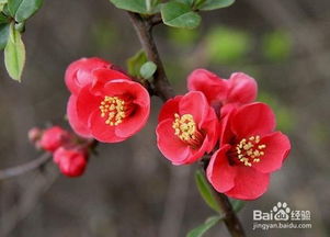 抗菌活性， 守护健康