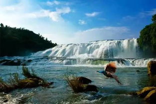 黄果树非树，天然奇观！