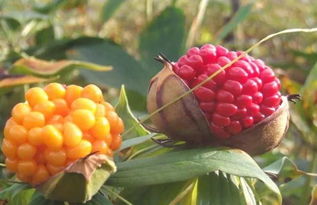 重楼种植新起点：秋季是关键时期