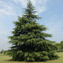 树苗的粗细，关乎成长