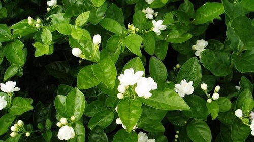 茉莉花修剪后为何长时间不生长，是修剪方法不当还是其他原因