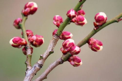 梅花的花期规律