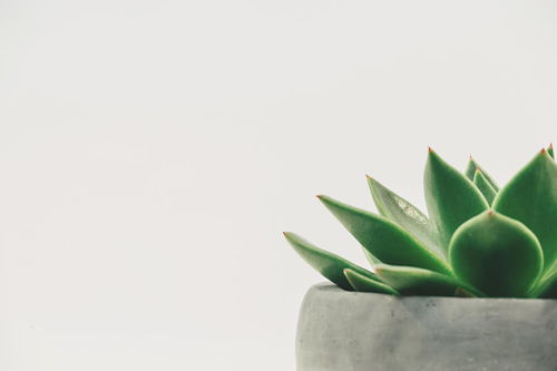 生命力超强的懒人植物？这几种你养过吗