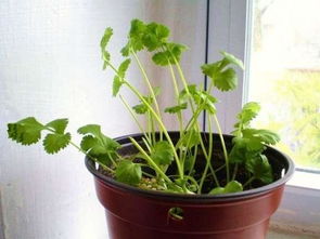 蔬菜种植， 样样精通