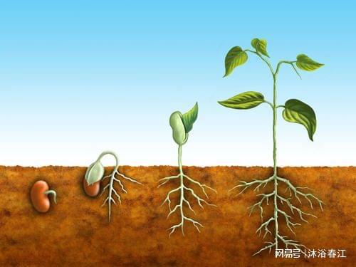 性格决定修剪风格， 急性子别碰盆景