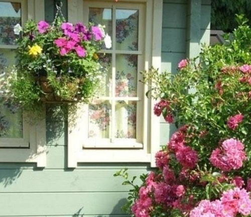 月季花和蔷薇花，它们究竟有何不同呢？