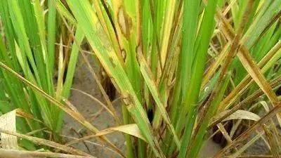 水稻纹枯病的烦恼， 精甲霜灵来帮忙