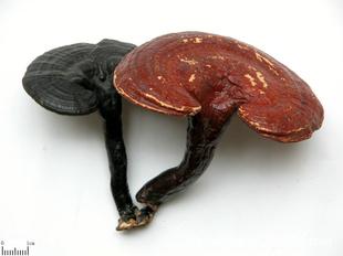 木灵芝功效有哪些？看完这篇你就全懂了