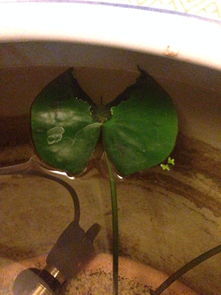 睡莲种植时为什么会出现烂叶子现象