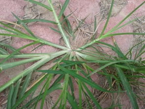 替代品的出现， 给农民带来希望