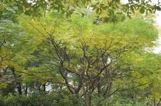 改过案例：危法国梧桐变社区图书角