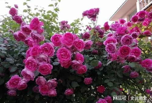 绿冰月季：绿得清新， 冰得优雅