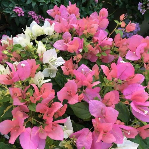 挖掘种植穴：三角梅的小窝