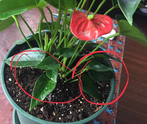 冬季浇水的技巧