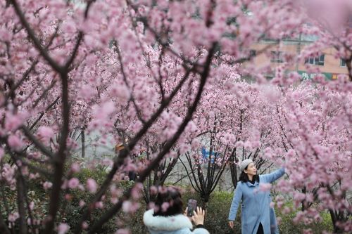美人梅通常在3月至4月开花，5月至6月结果
