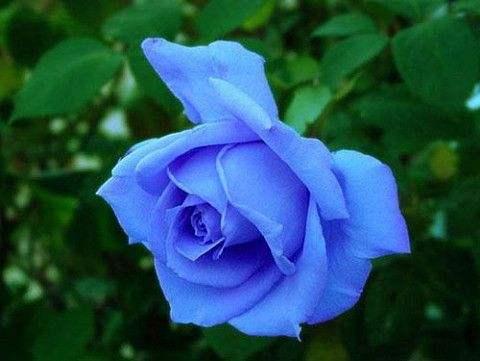 生长节奏，真苗颜色变化有规律