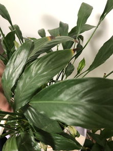 白掌叶片烧焦了如何挽救